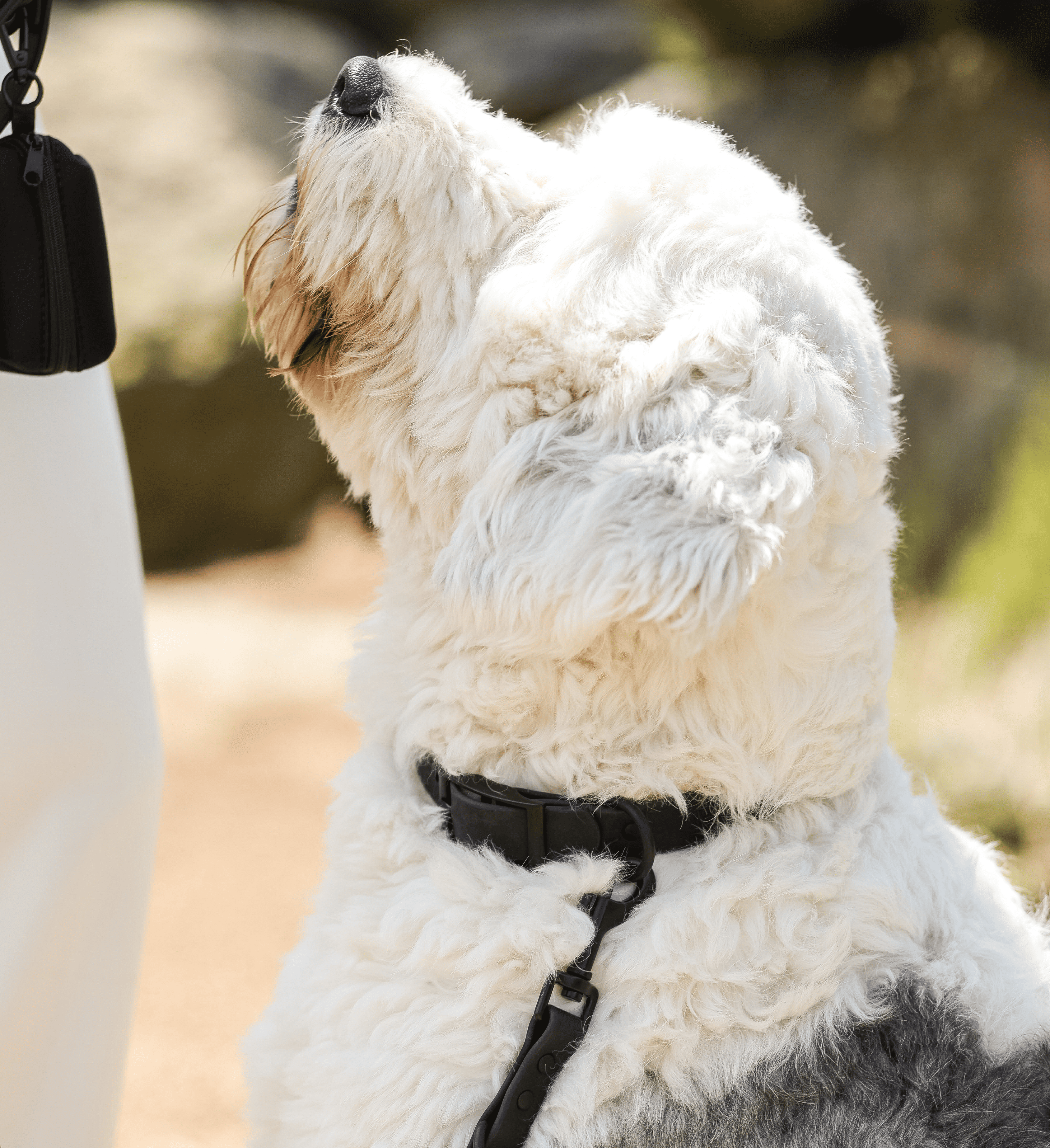 BioThane® All Black Essential Collar Set: Collar, Leash & Poop Bag Dispenser